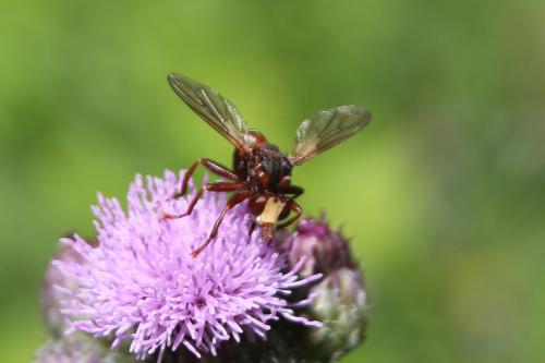 Sicus ferrugineus